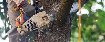 Best Pest Control for Lawns  in Hermitage, PA
