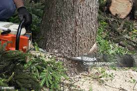 Best Tree Cabling and Bracing  in Hermitage, PA