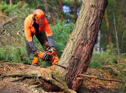 Best Hazardous Tree Removal  in Hermitage, PA