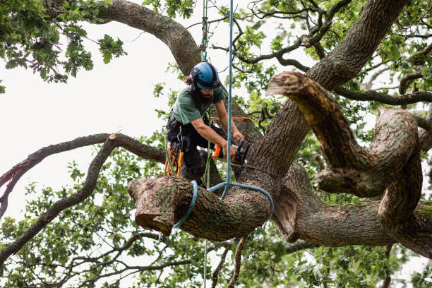 Best Storm Damage Tree Cleanup  in Hermitage, PA