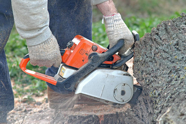 How Our Tree Care Process Works  in  Hermitage, PA