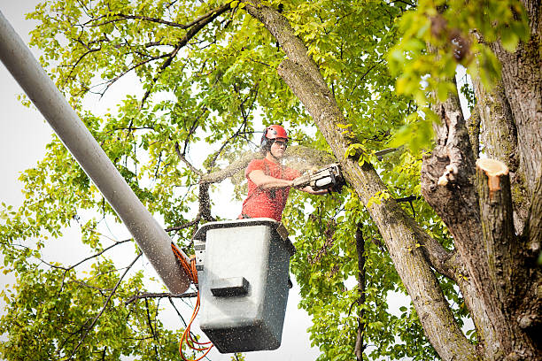 Trusted Hermitage, PA Tree Care Experts