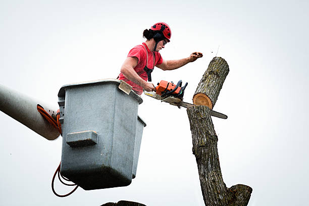 Best Hazardous Tree Removal  in Hermitage, PA