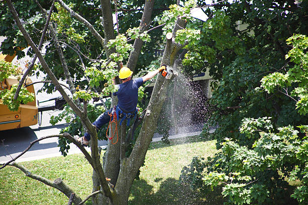 Best Fruit Tree Pruning  in Hermitage, PA