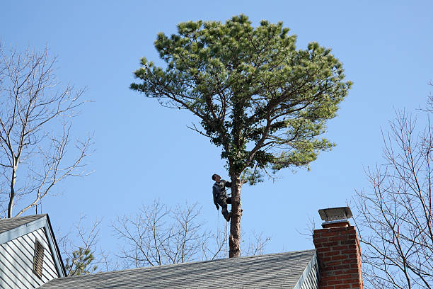 Best Tree Health Inspection  in Hermitage, PA