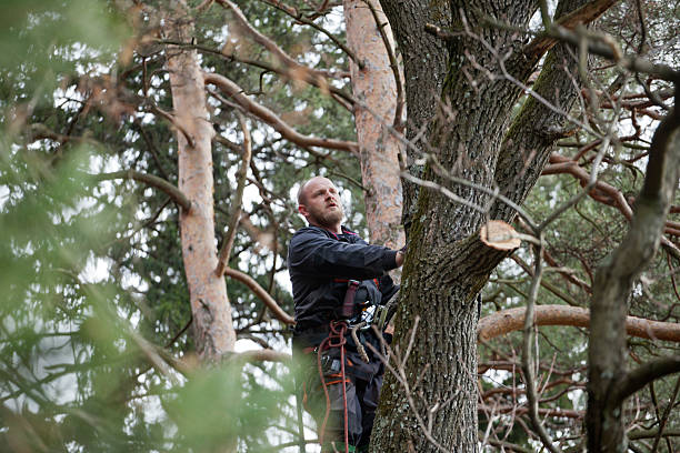 Best Tree Maintenance Programs  in Hermitage, PA