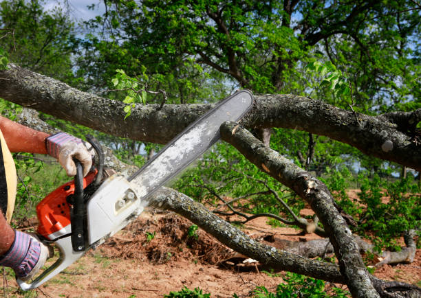 Best Tree Mulching  in Hermitage, PA