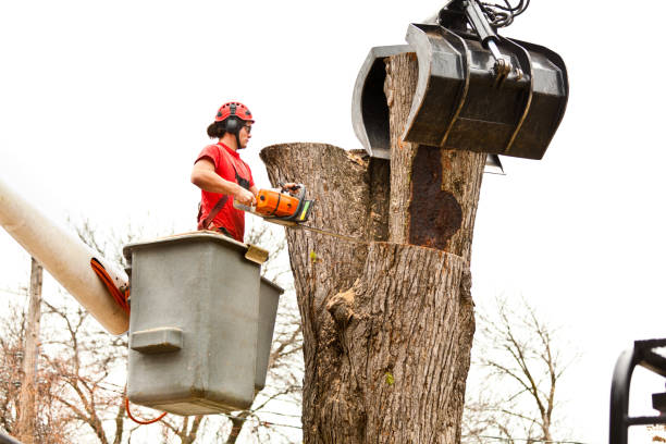 Best Tree Trimming and Pruning  in Hermitage, PA