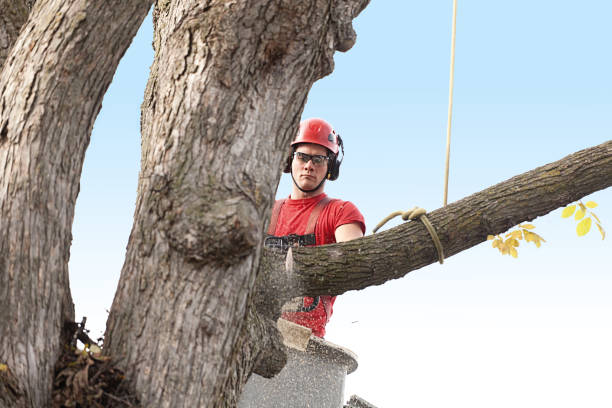 Best Firewood Processing and Delivery  in Hermitage, PA